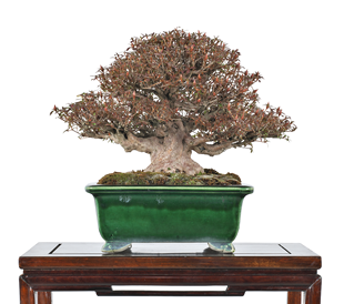 第38回 皐樹展 (一社)日本皐月協会賞［金采］鳥海三起生