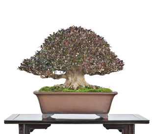 第38回 皐樹展 日本小品盆栽協同組合賞［杜の都］青木久悦