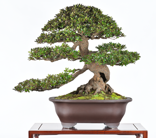 第38回 皐樹展 (公財)鹿沼市花木センター賞［大盃］和氣佳洋