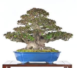 第38回 皐樹展 (一社)日本皐月協会賞［紫龍の舞］耕納喜紀